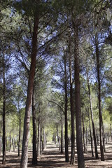 pinar del paraje de belén Almansa