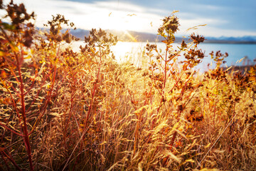Fototapeta premium Mountains meadow