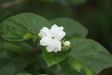Naklejka na ściany i meble Jasmine flower in the garden