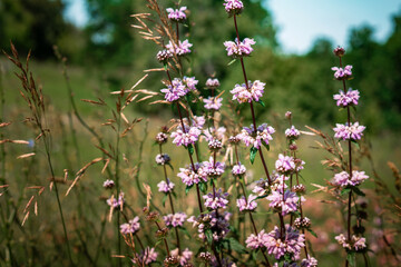 Flower background, beautiful multi-colored wildflowers illuminated by the sun, beautiful bokeh and a place for copyspace, Meadow with lots of spring flowers