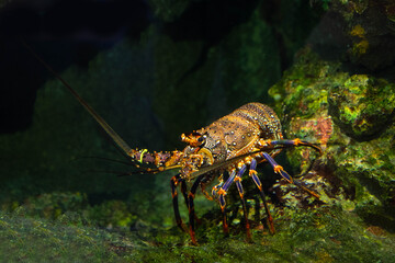 アカイセエビ