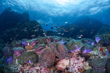 Sea Anemone and the anemone fish