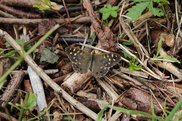 Auf dem Boden ein Waldbrettspiel - Pararge aegeria