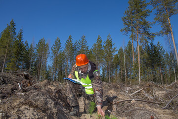 Forest engineer oversees the development of planted trees. The concept of reforestation after...