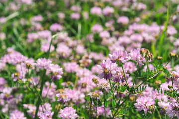 Flower background, beautiful multi-colored wildflowers illuminated by the sun, beautiful bokeh and a place for copyspace, Meadow with lots of spring flowers