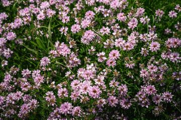 Flower background, beautiful multi-colored wildflowers illuminated by the sun, beautiful bokeh and a place for copyspace, Meadow with lots of spring flowers