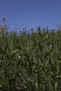 campo de cardos