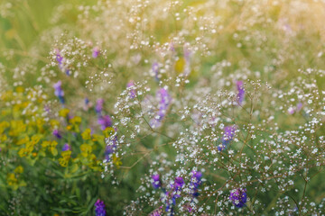 Flower background, beautiful multi-colored wildflowers illuminated by the sun, beautiful bokeh and a place for copyspace, Meadow with lots of spring flowers