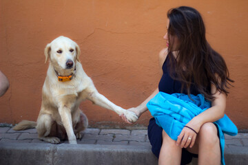 A female person holding a golden retriever dog's paw