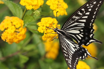 swallowtail butterfly sucks nectar on a yellow flower