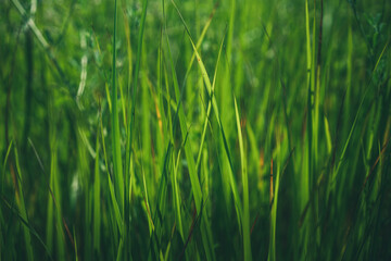 Green background of the grass, freshness, summer, texture