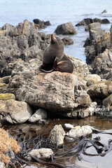 Wild fur seal scratching her body with the hind flipper on a coastal surrounding and the sea as background