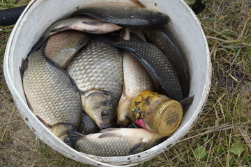 The result of fishing in Berdyuzhskogo district of Tyumen oblast