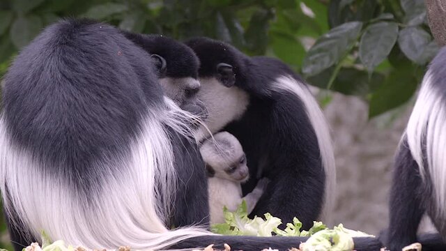 A black and white colobus monkey (Colobus) family with newborn baby is feeding on the forest floor. Rare footage