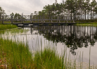 a wooden construction walking bridge in the middle of the swamp. View of the beautiful nature in the swamp - a pond, conifers, moss, clouds and reflections in the water., Nigula Nature Reserve estonia
