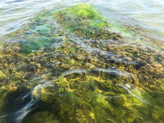 Algae on a stone in the sea