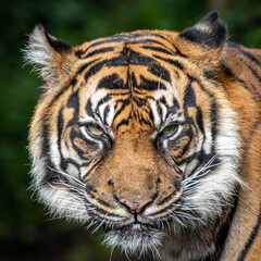 Artistic portrait of a tiger