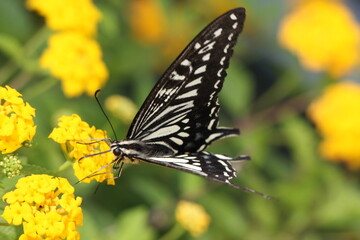 swallowtail butterfly drinks nectar on yellow flower