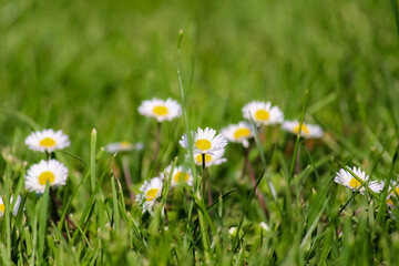 Close shot of some daisies mixed in grasses