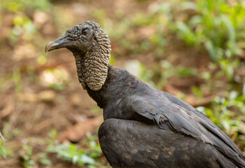 Rabengeier (Coragyps atratus) in Costa Rica