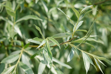 Silver willow, branches and earrings against the blue sky