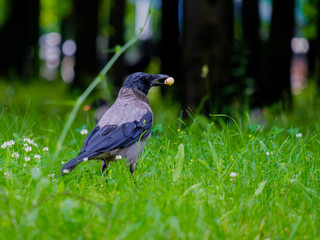 Selective focus on a gray raven holding corn sticks in its beak. Golden crispy airy treat for a wild bird. Copy space.