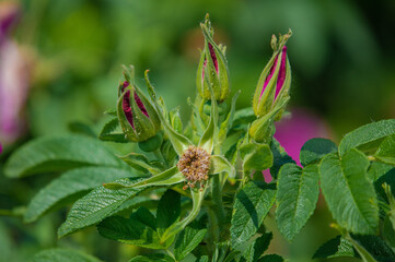 Pink Magenta wild rosehip flowers and young green buds and fruits.
