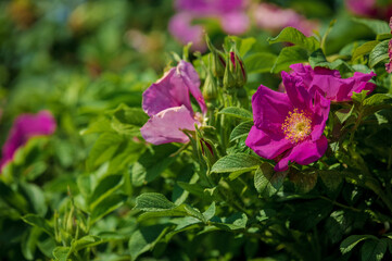 Pink Magenta wild rosehip flowers and young green buds and fruits.