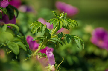 Pink Magenta wild rosehip flowers and young green buds and fruits.