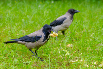 Selective focus on a gray raven holding corn sticks in its beak. Golden crispy airy treat for a wild bird. Corn sticks are scattered in the grass. Coopy space.