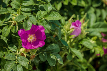 Pink Magenta wild rosehip flowers and young green buds and fruits.