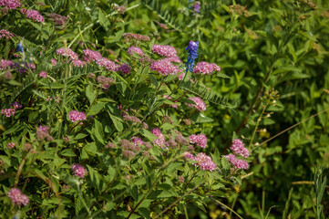 Bushes and pink flowers Spirea Japanese 