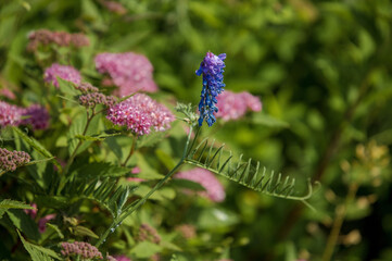 Blue and lilac flowers mouse peas, with the effect of blur.