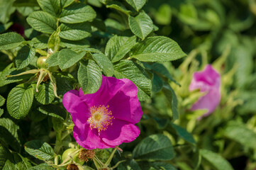 Pink Magenta wild rosehip flowers and young green buds and fruits.