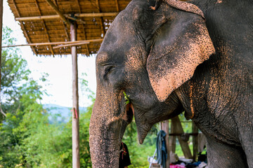 One smiling elephant eating vegetables