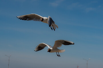 View of flying seagulls
