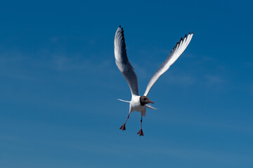 View of flying seagulls