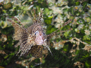 Fototapeta na wymiar close up and focus eye lion fish and coral is background