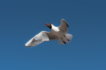 View of flying seagulls
