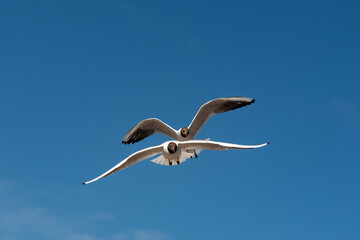 View of flying seagulls