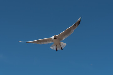 View of flying seagulls