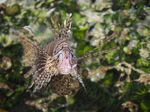 close up and focus eye lion fish and coral is background