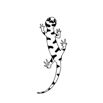 black and white spotted salamander climbing clip art preview
