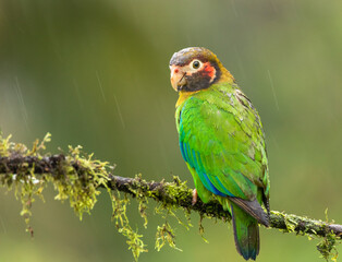 Grauwangenpapagei (Pyrilia haematotis) in Costa Rica