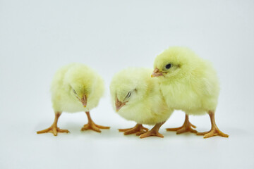 Three small yellow newborn Chicks on a white background.