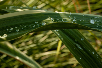 drops of water on the leaves of large grass Miscant