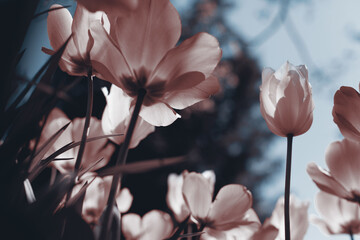 Spring tulips in the park, sepia and blue - obrazy, fototapety, plakaty