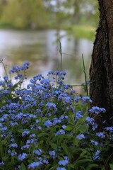 Fototapeta premium Beautiful spring or summer day, nature background with blooming blue flowers. Walking in nature. Park.