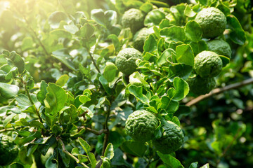 Fresh organic bergamot fruits or kaffir lime with green leaf on the tree. - obrazy, fototapety, plakaty