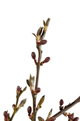 Purple decorative cherry, branch with buds on a light background